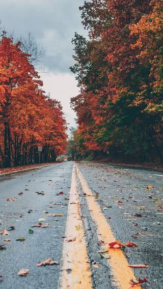 秋の道路