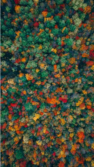 秋の森 （航空写真）