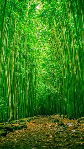 青々とした竹林