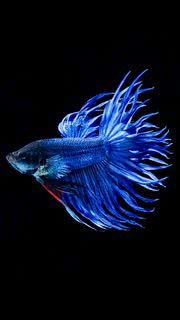 Betta Fish Wallpaper