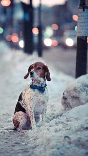 雪道に犬 | 動物のiPhone壁紙