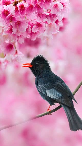 桜と野鳥