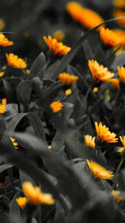 Orange Flowers