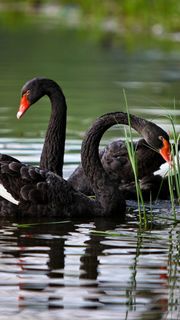 Black Swan