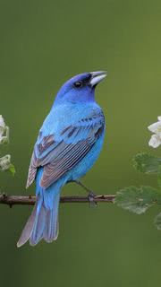 【幸せの青い鳥】ルリノジコ