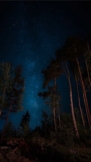 夜の森に輝く星空