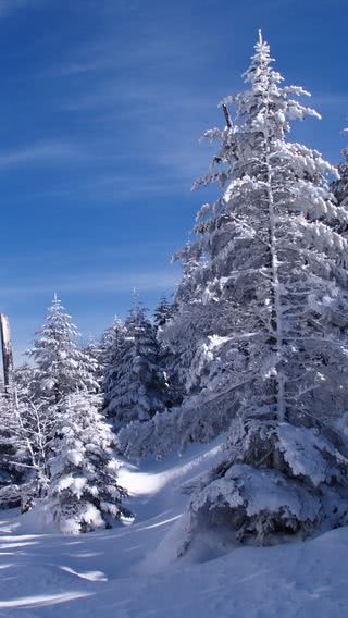 雪に包まれた森