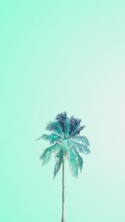 ヤシの木🌴