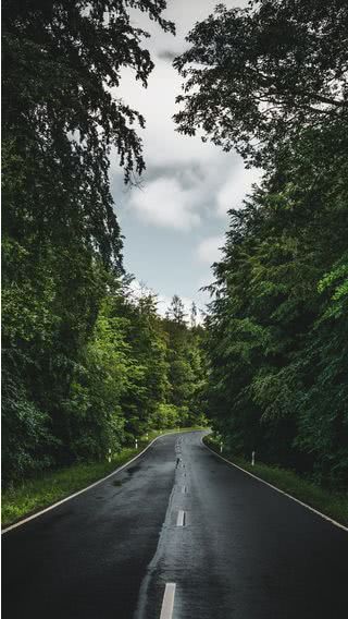 森の道路