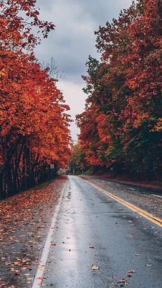 秋の道路