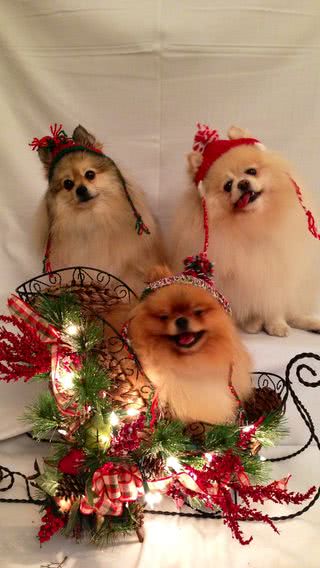 子犬たちのクリスマス