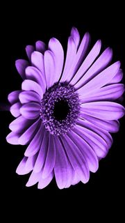 Purple Flower