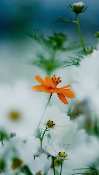 小さな花