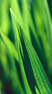 Green reeds | 緑の自然