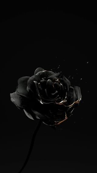 黒い薔薇