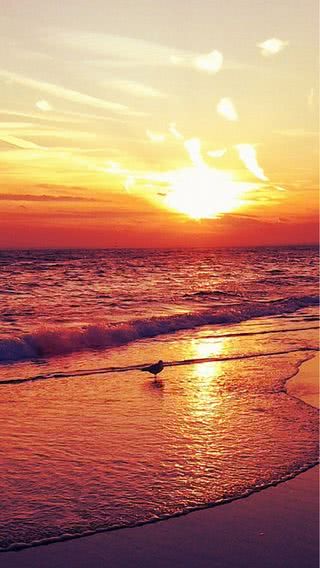 夕暮れの浜辺に海鳥