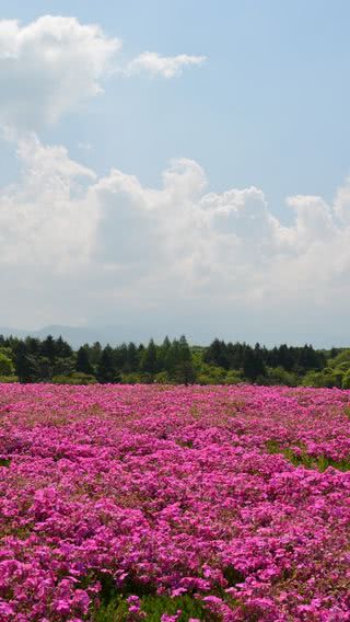 花畑