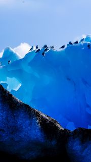 氷山の上に鳥の群れ