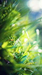 Grass iPhone6s Wallpapers