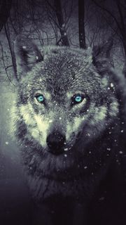 Wolf | 動物のiPhone壁紙