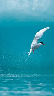 水面の野鳥