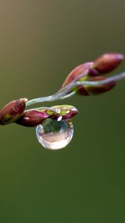 枝先に輝く水の雫