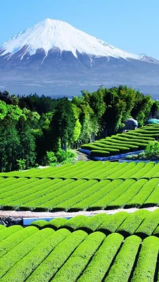 富士山と茶畑