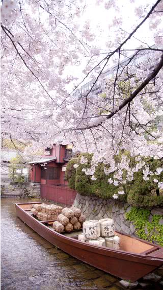 水辺の桜|川のiPhone壁紙