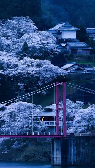 桜の風景