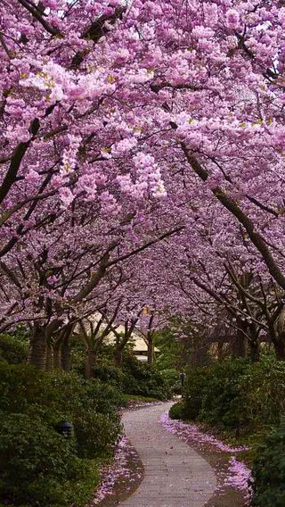 桜並木