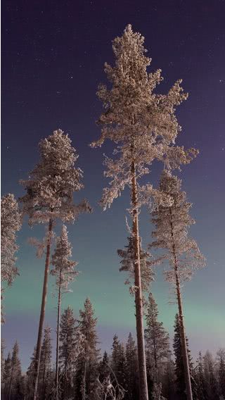 冬の星空