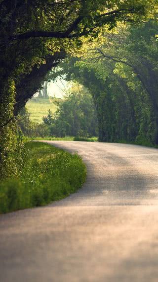 森の道路