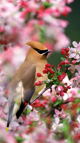 鳥と花