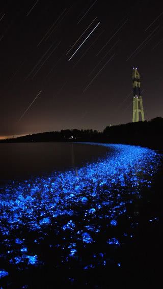 【278位】【幻想的な景色】青く輝く夜の浜辺|ビーチのiPhone壁紙