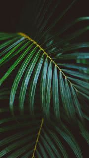 Palm Leaves