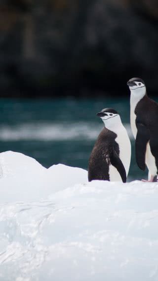 ペンギン | 涼し気な風景