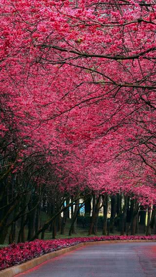 ピンク色の花の道