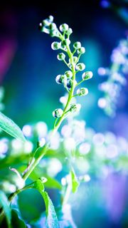 雨上がりの植物