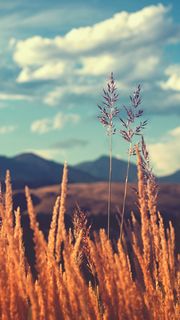 Golden fields