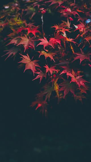 夜の紅葉