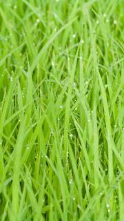 Grass