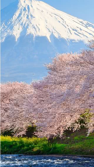 富士山と桜