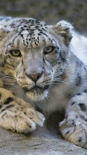 Snow Leopard | 動物のiPhone X壁紙