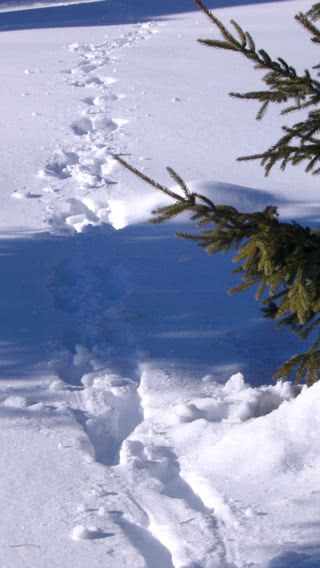 雪の足跡