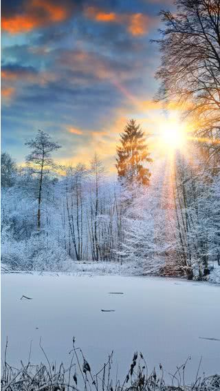 雪の森