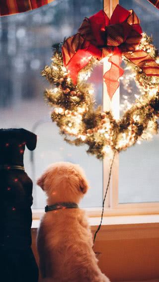 子犬のクリスマス