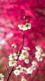 白梅の花