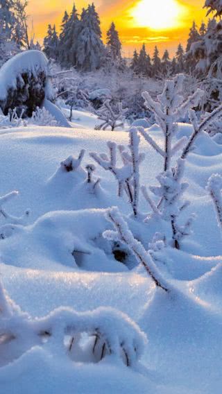 雪の森