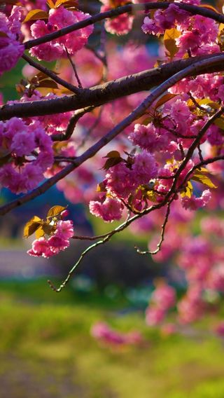 ピンク色の花