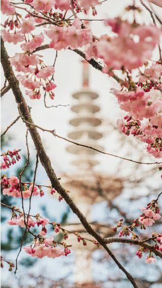 桜